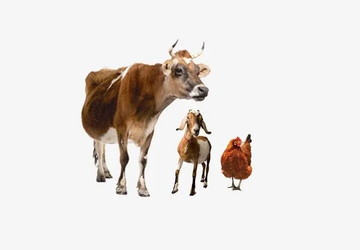 Farmyard Bundle Farmyard Bundle