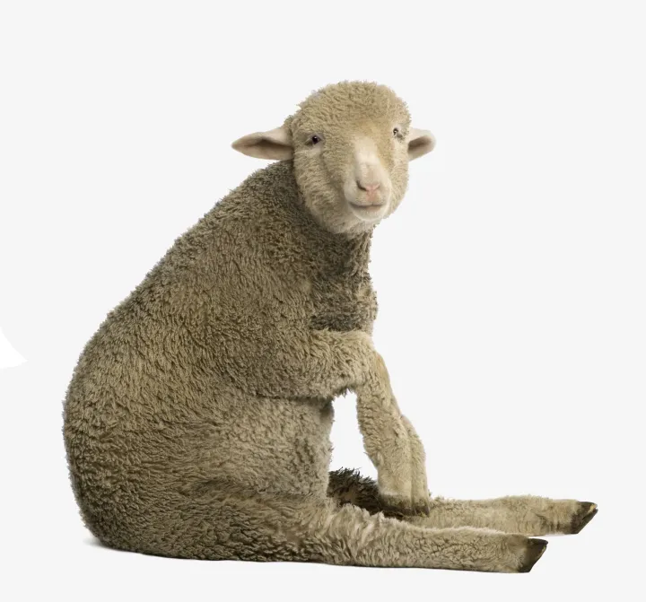 GIFTS / SHEEP GIFTS / SHEEP