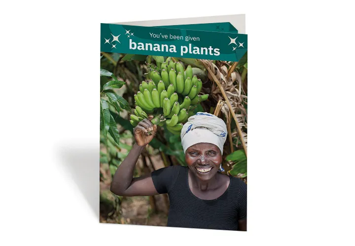 Banana Plants Banana Plants