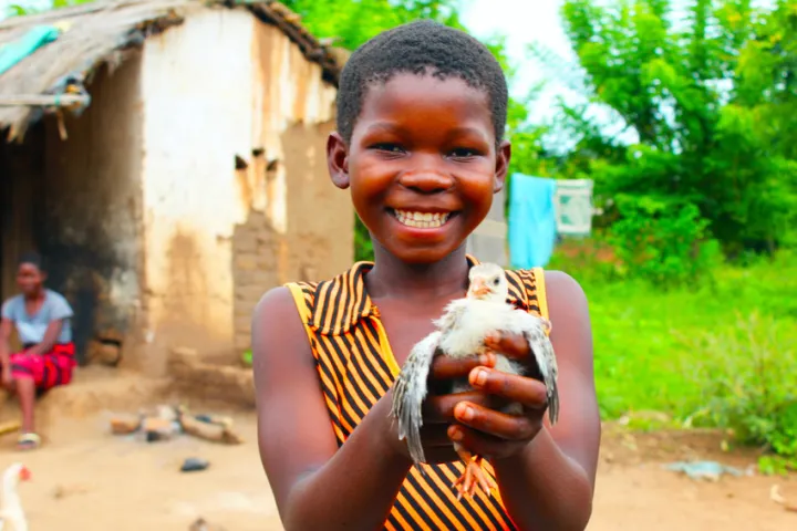 Martha, 13, with one of her family’s precious chicks in Mlolo, Malawi. Photo: Jason Kennedy / Concern Worldwide 