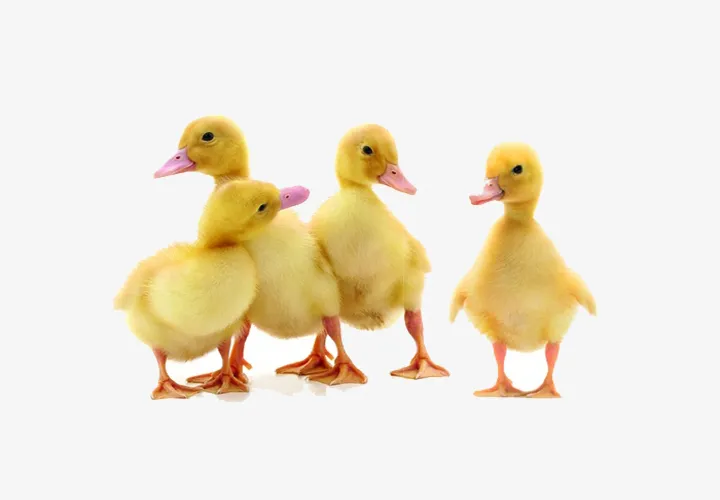 New Ducks
