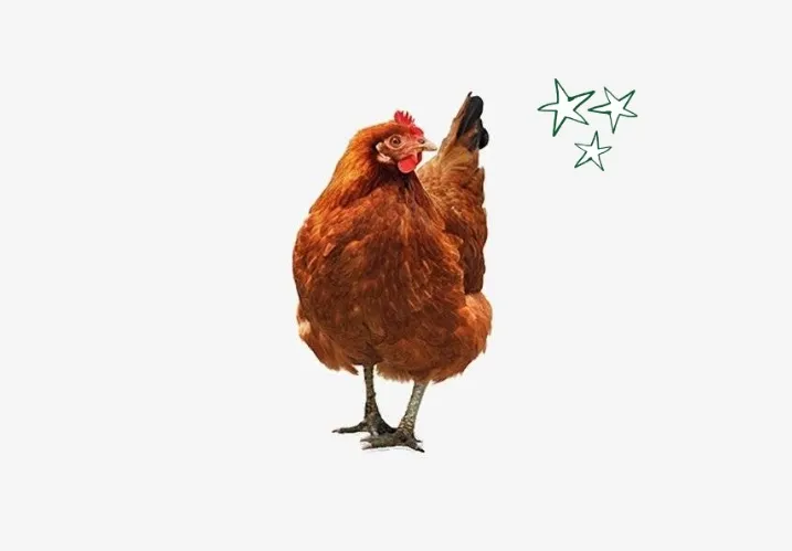 SixChickensStars_New_Tues SixChickensStars_New_Tues
