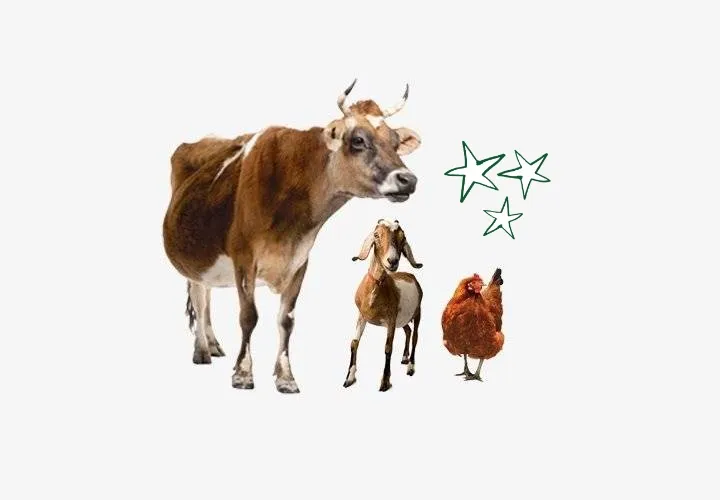 Festive Farmyard Bundle Festive Farmyard Bundle