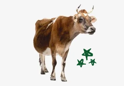 Cow Cow