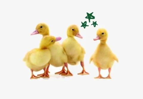 Four Ducks Four Ducks