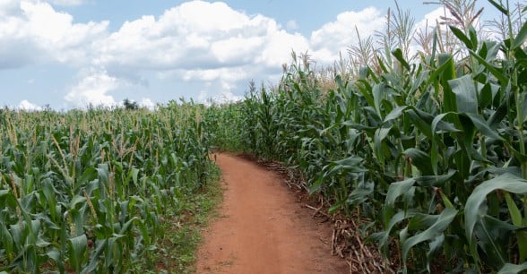 A field of maize grown by local farmer Stawa James in Kwitunji, Malawi. Photo: Eamon Timmins / Concern Worldwide.