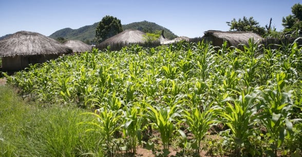 Maize growing in Mangochi, Malawi. Photo: Kieran McConville / Concern Worldwide