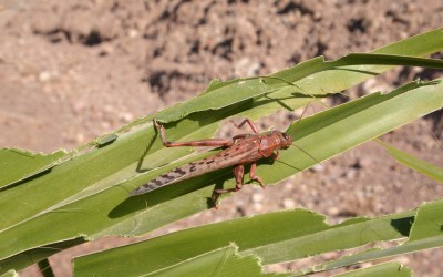 Locusts
