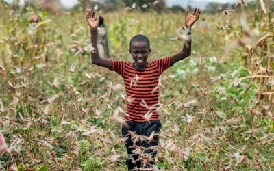 A farmer's son raises his arms as he is surrounded by desert locusts while trying to chase them away from his crops, in Katitika village, Kitui county, Kenya. Credit: Ben Curtis/AP/Shutterstock