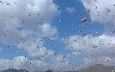 Locust in Cara-Cad Village, Somalia. February 2020 Photo: Concern Worldwide
