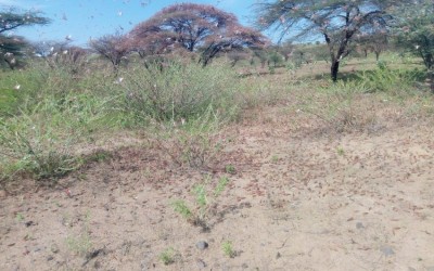 Locusts in Dukana and North Horr in Marsabit County in Kenya