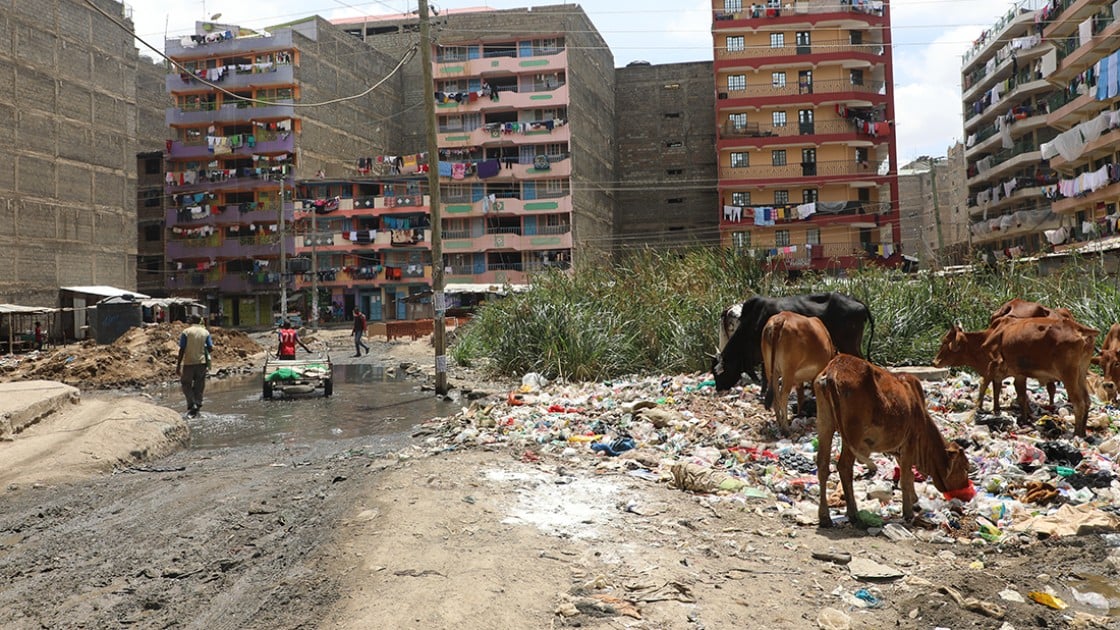 Cows owned by farmers forced to migrate to the city graze on fly-infested rubbish dumps outside the concrete apartment blocks of Pipeline slum in Nairobi. Photo: Jennifer Nolan / Concern Worldwide.