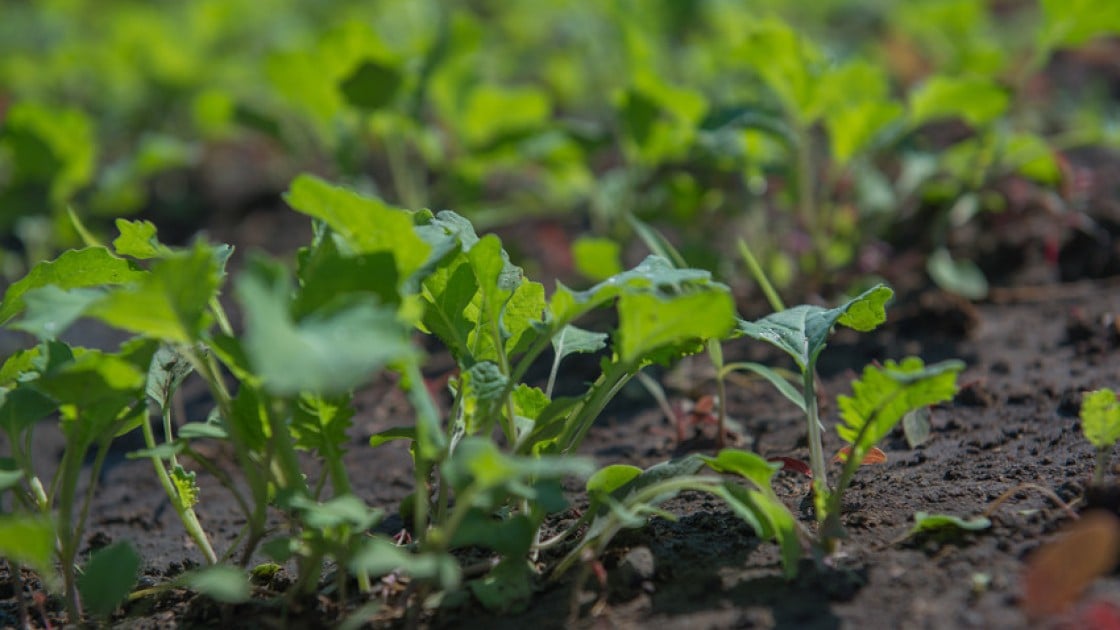 Crops growing in Zambia