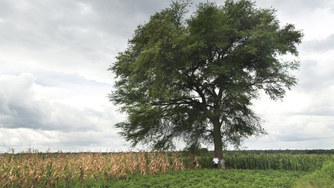 Fields grown under a Faidherbia albida tree