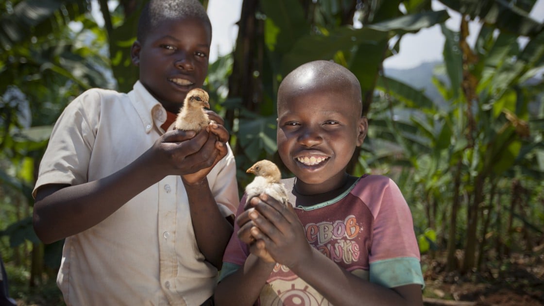 Kevin Niyomuhoza (6) and Olivier Iranyumviye (10) with their chickens. Photo: Abbie Trayler-Smith / Concern Worldwide.