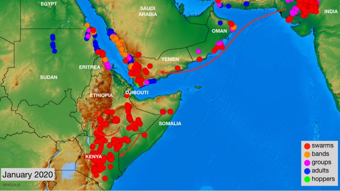 How massive locust swarms are devastating millions in East Africa