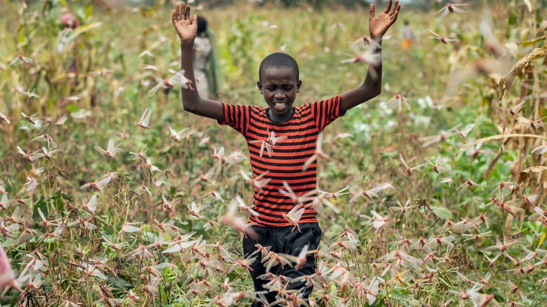 A farmer's son raises his arms as he is surrounded by desert locusts while trying to chase them away from his crops, in Katitika village, Kitui county, Kenya. Credit: Ben Curtis/AP/Shutterstock