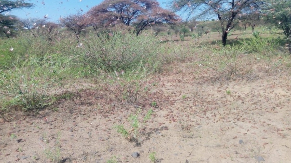 Locusts in Dukana and North Horr in Marsabit County in Kenya