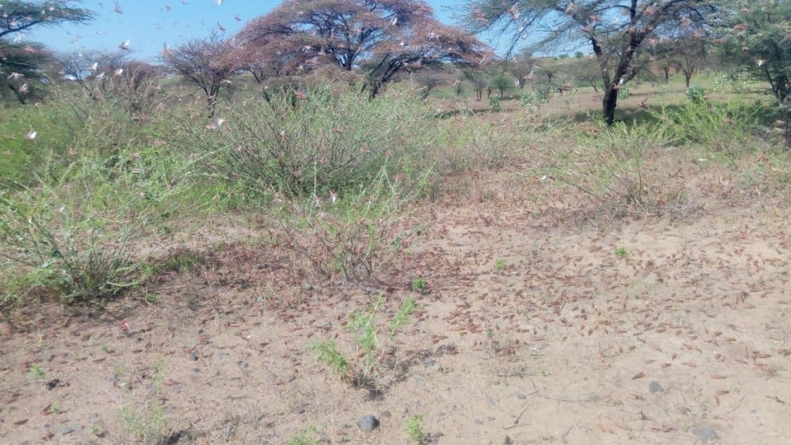 Locusts in Dukana and North Horr in Marsabit County in Kenya where Concern Worldwide is assessing the damage the swarms are having on communities.