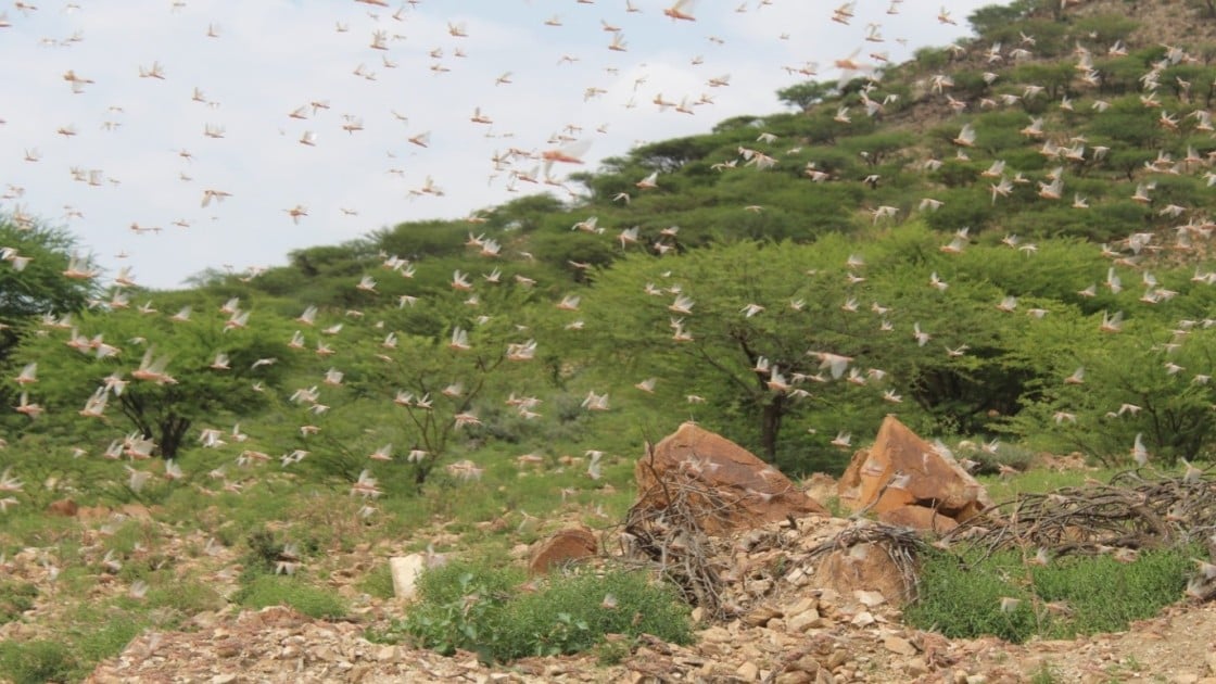 Swarms of desert locusts in Somaliland during the last week of May 2020.