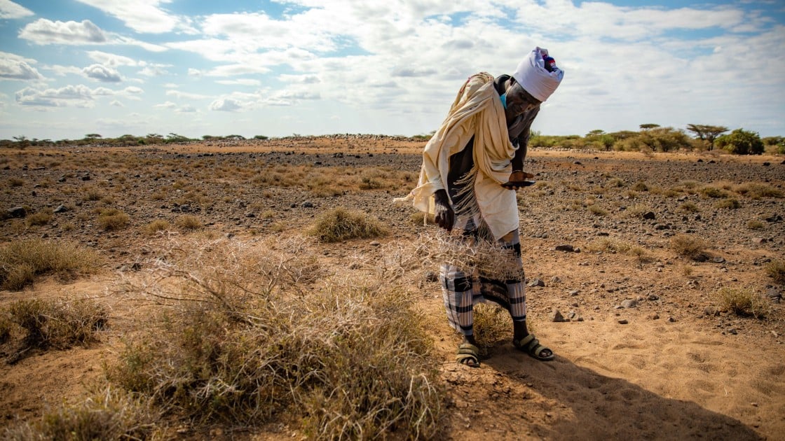 A man inspects a field of crops eaten by locusts