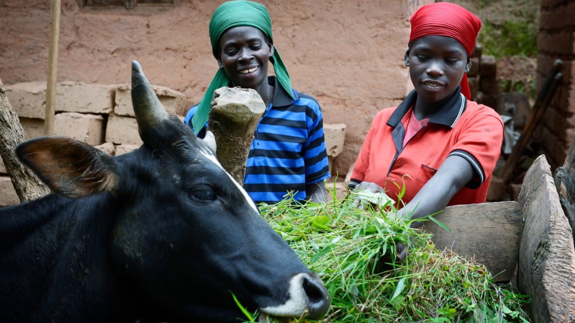 Esperence Kayobera (32) with her daughter Penina (15) feeding the family cow, Burundi 2017. Photo: Chris de Bode/Concern Worldwide