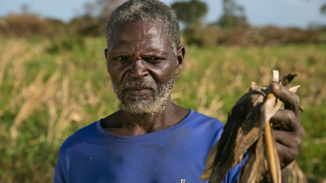 Ernesto Gambulene with the ruined maize crop from his field in Lamego, which was inundated by floodwaters from Cyclone Idai for nearly two weeks. Photo: Kieran McConville/Concern Worldwide.