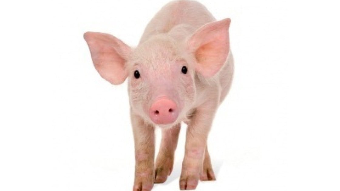 Buy this little piggy as a Concern gifts and help provide income and security for familes in the developing world, supported by our livelihoods programmes.