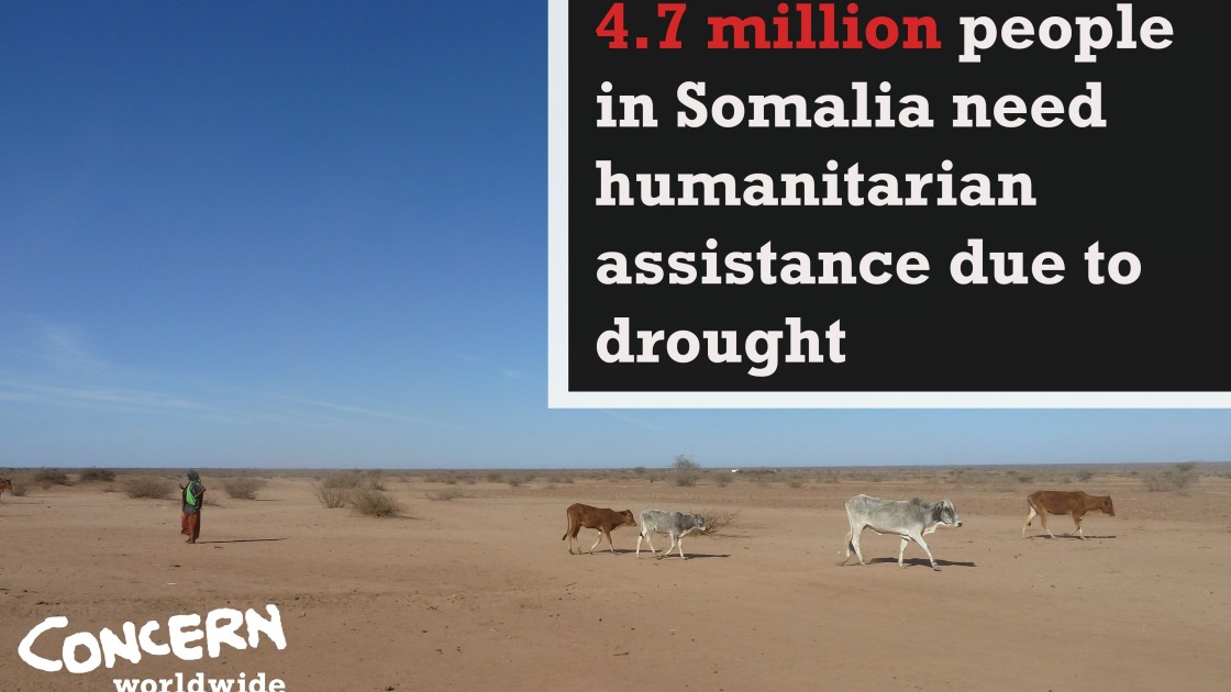 A farmer herds cattle in the Gabiley district of Somaliland, Somalia. Credit: Concern Worldwide.