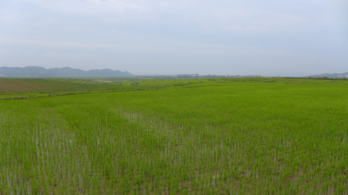 Dried paddies after transplantation, Anbyon Up-farm. Photo taken by Concern Worldwide.