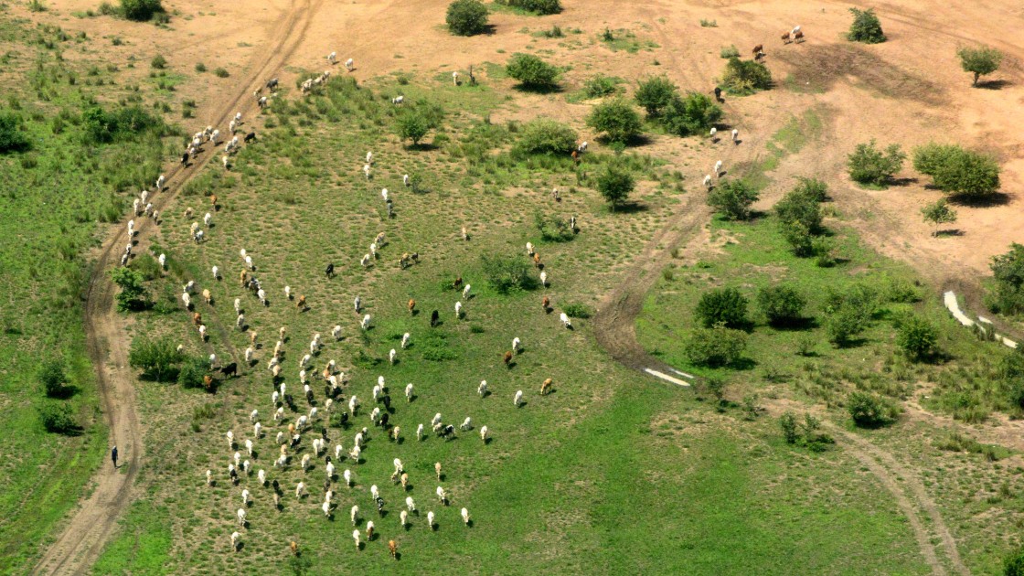 Cattle are considered the most important asset in this agro-pastoralist society. Photo: Connell Foley / Concern Worldwide, Northern Bahr-el-Ghazal, South Sudan, 2015.