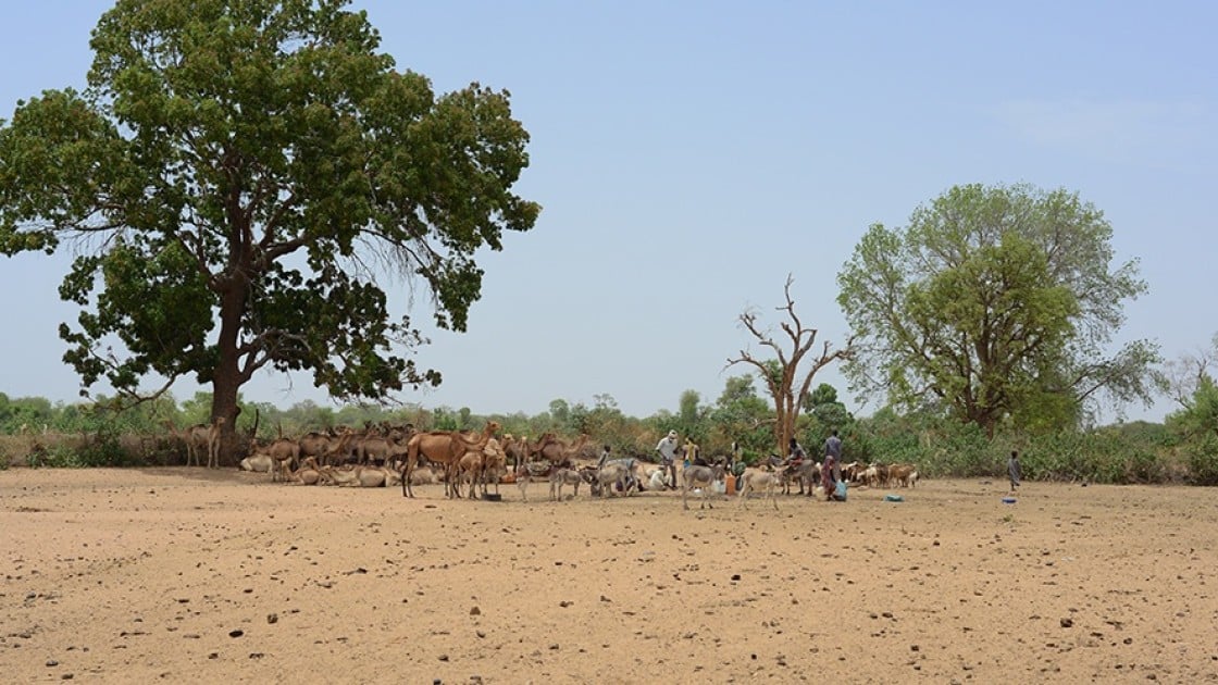 Pastoralism is a very efficient way of using scarce natural resources. Photo: Connell Foley / Concern Worldwide, Dar Sila region, Eastern Chad, 2017.