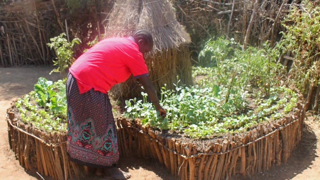 This garden, in Napak District, shows the variety of different vegetables that can be grown in a single plot. Photo: Lauren Rogers-Bell/Concern Worldwide.