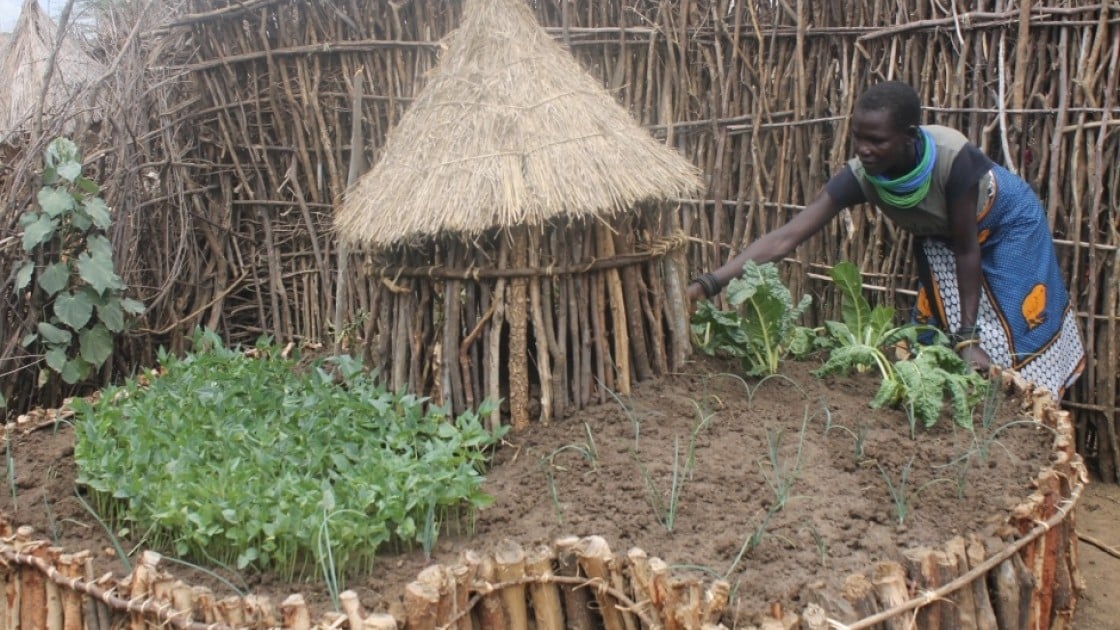 Keyhole gardens can produce very high yield of crops.