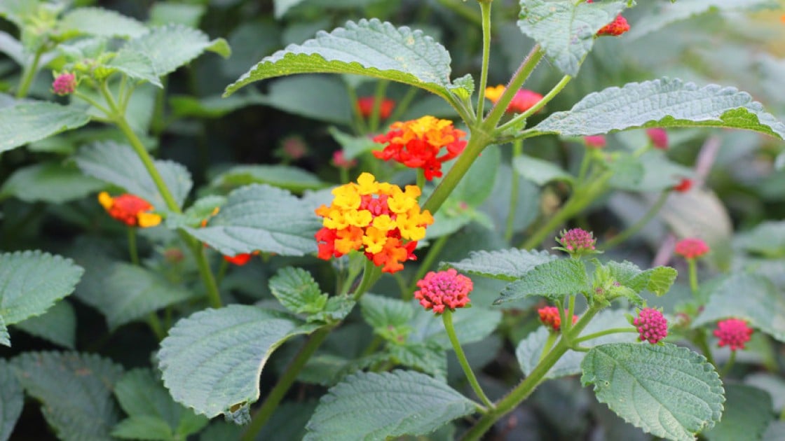 This plant, called lantana camara is helping to fight Malaria in Tanzania. Photo: Concern Worldwide.
