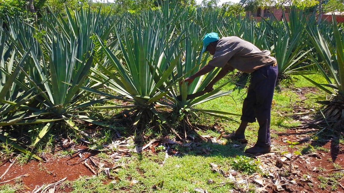 Wonder plant revival sisal production in Haiti Concern Worldwide