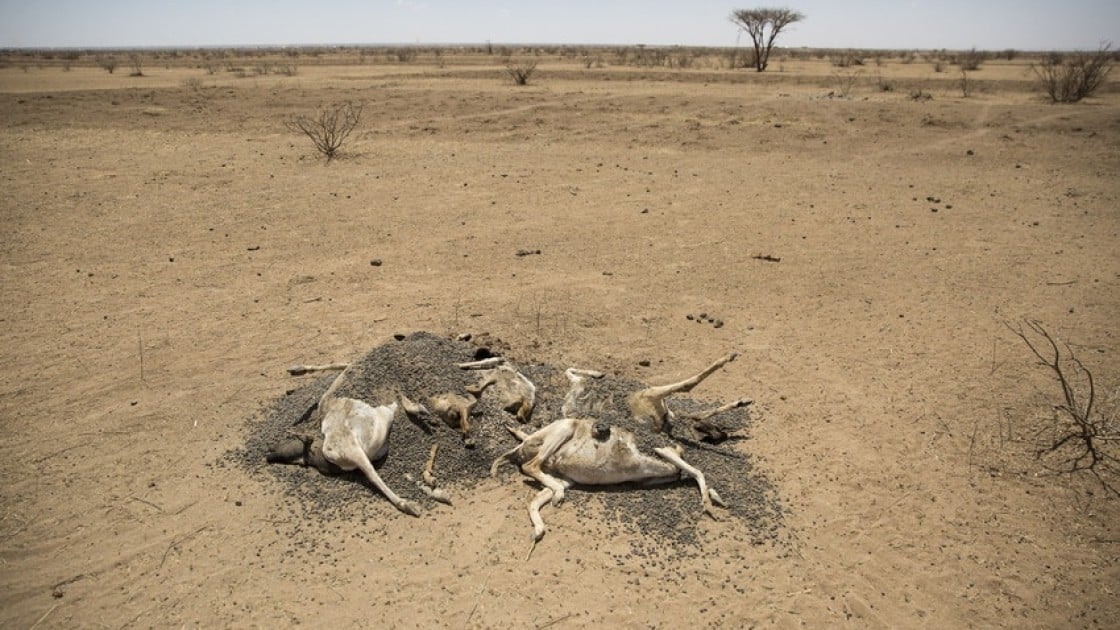 The carcasses of hundreds of dead sheep and goats litter the landscape in Somaliland, as pasture and water suplies disappear. Photo: Concern Worldwide.