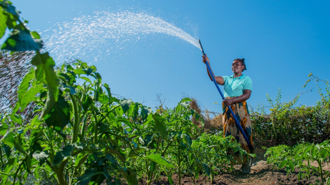 Queen (36) waters her vegetable garden in Zambia. Photo: Gareth Bentley.