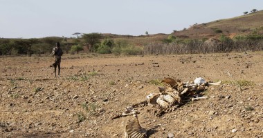Person walking on ground near animal carcass