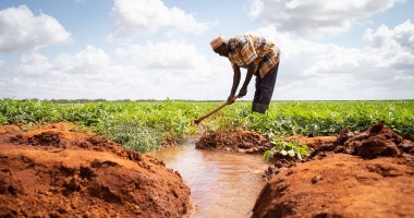 Kenyan farmer tending to a plot of watermelons