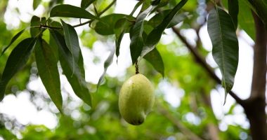 Avocado is a valuable cash crop in rural Haiti. In 2021 Haiti produced nearly 250,000 tons of avocado. Photo: Kieran McConville/Concern Worldwide