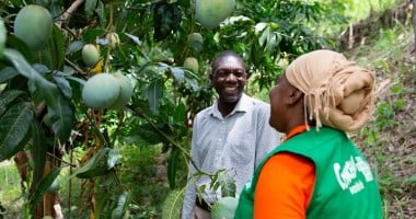 Province Olive, local Casec (community leader) talks to Mimose Jeune of Concern at his mango farm in the Centre department of Haiti. (Photo: Kieran McConville/Concern Worldwide)