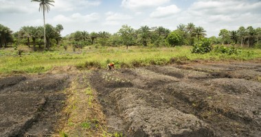 A farm plot on a rehabilitated swamp in Tonkolili, Sierra Leone. Photo: Kieran McConville/Concern Worldwide