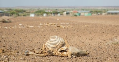 Dead livestock littering the landscape in Marsabit, Kenya, in 2022 when the region experienced the worst drought in 60 years.