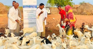 Vaccinating livestock in Dollow, Somalia as part of the Hanaano project. Healthy livestock are important for maintaining the health of local communities. Photo: Abdinasir Hassan/Lifeline Gedo