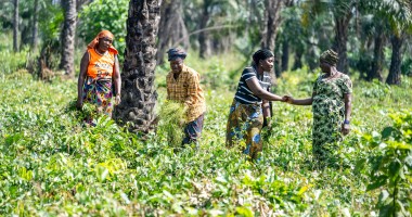 Rugiatu Kamara (second from the right) works on a shared plot with members of her farmers' group in northern Sierra Leone. Photo: Eugene Ikua/Concern Worldwide