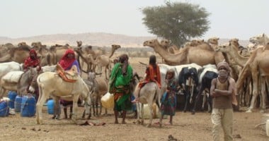 Herds gather around a watering point in West Darfur Sudan. Photo: Hussein Sulieman.