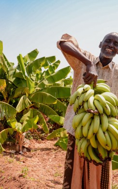 Hussein, a farmer, holding a bunch of bananas