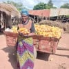 Ligness carrying yellow maize (MH34) supplied by Concern, grown using liquid fertilizer produced from biogas. Photo: Concern Worldwide.