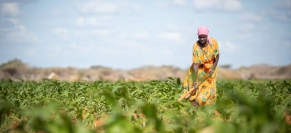 A woman tends to crops in a field